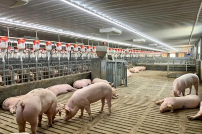 把握养猪业的黄金机会，成就你的创业梦想