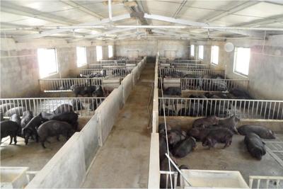 生态路上“金猪”行——全国人大代表唐慧娟谈特色养殖与富民之路