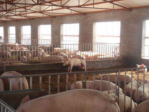 养猪场规模分类与核心设备配置