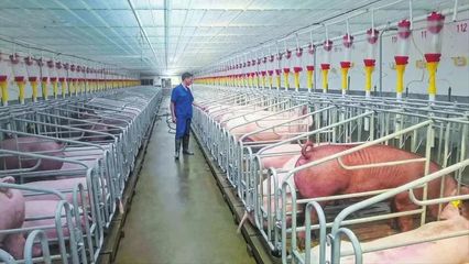 随县均川镇 舞动农业“龙头” 拓宽“共富”之路——聚焦现代化养猪设备的产业革新