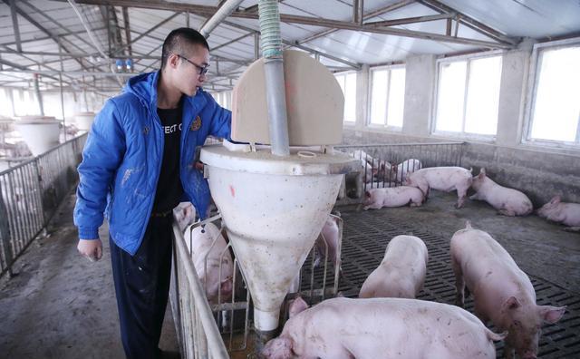 京郊智能养猪 生态经济效益双增，养猪设备升级成关键推手